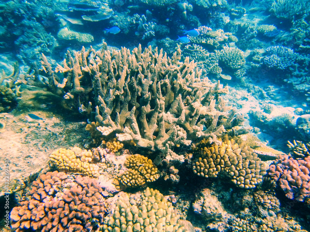 Coral reef in Somosomo Strait off the coast of Taveuni Island, F Coral reef in Somosomo Strait off the coast of Taveuni Island, F