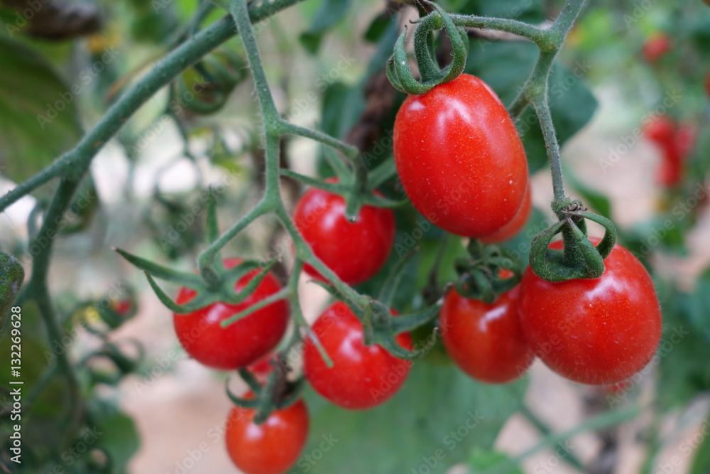 Cherry tomatoes grow in the garden