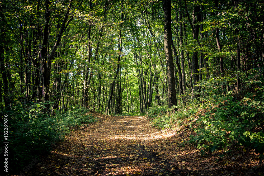 Obraz premium Waldweg