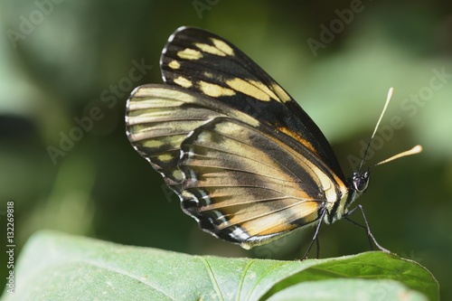 Black and yellow butterfly © ariadna126