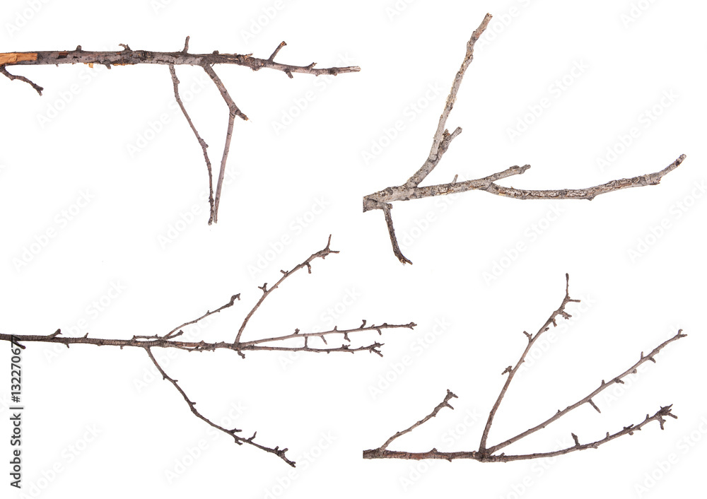 Dry tree branches isolated not a white background. Set Dry tree branches isolated not a white background. Set