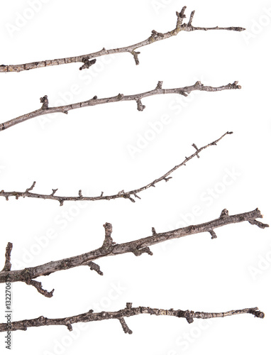 Dry tree branches isolated not a white background. Set