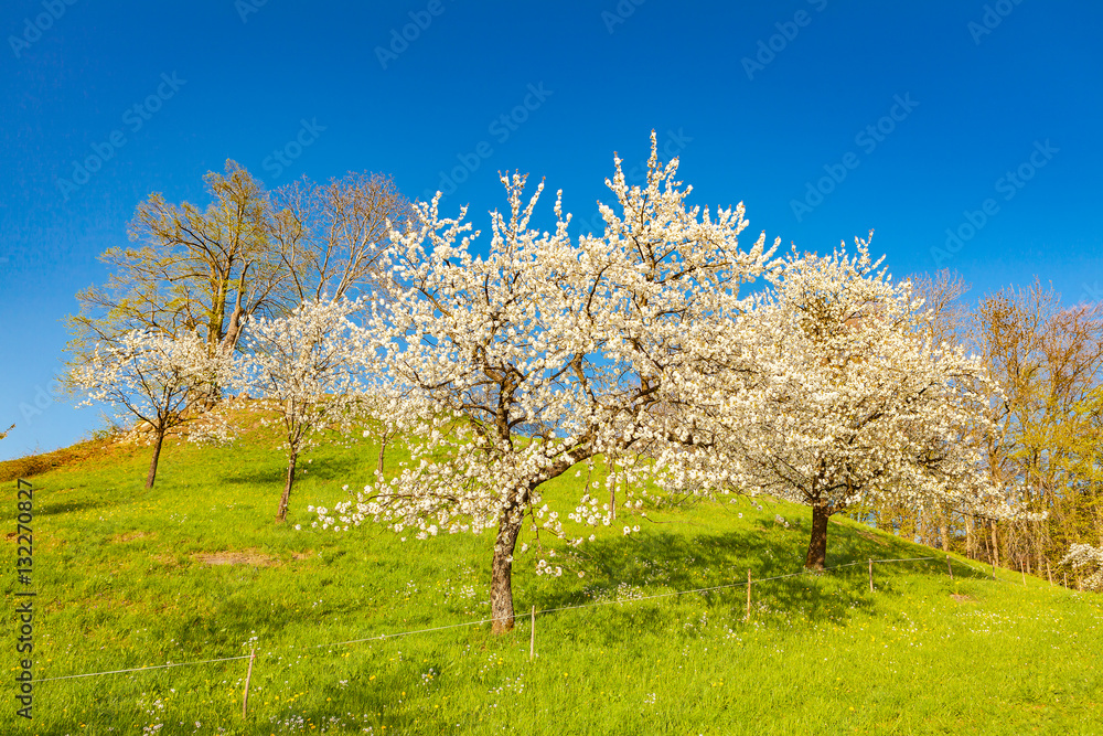 spring time and cherry garden