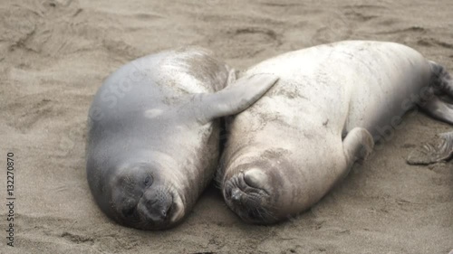 Elephant Seal Cambria Beach California