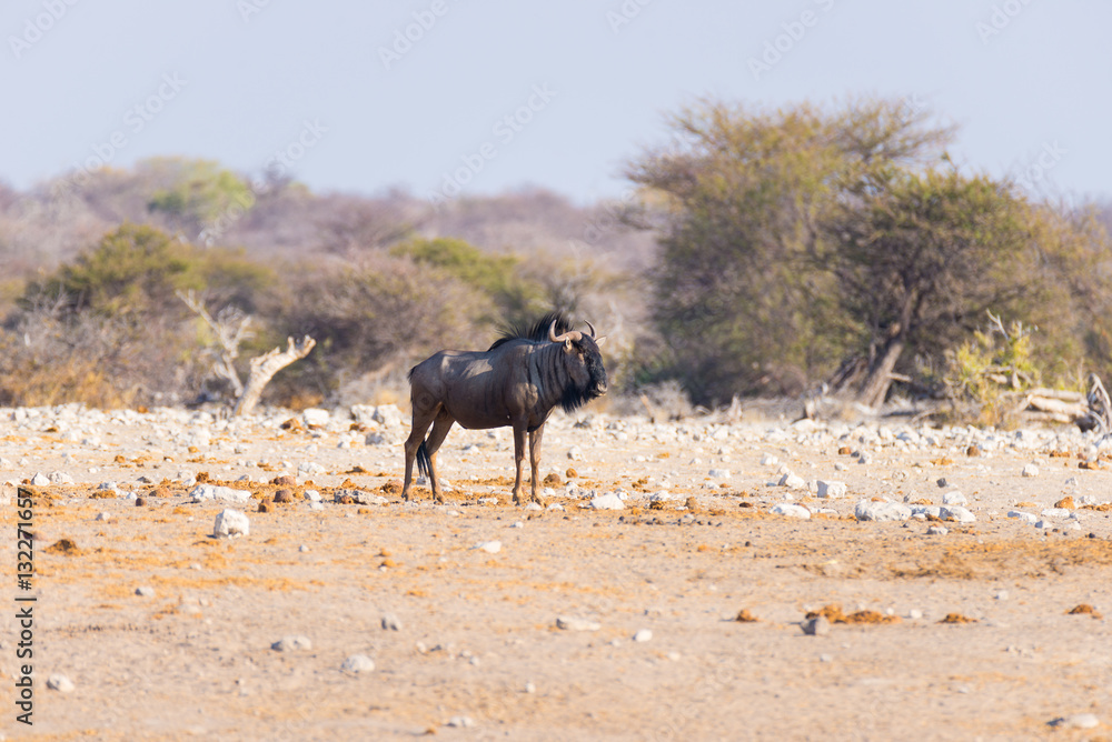 Blue Wildebeest walking in the bush. Wildlife Safari in the Etosha National Park, famous travel destination in Namibia, Africa.