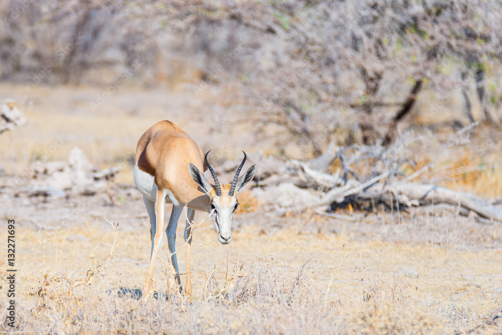 Springbok grazing in the bush. Wildlife Safari in the Etosha National Park, famous travel destination in Namibia, Africa. Springbok grazing in the bush. Wildlife Safari in the Etosha National Park, famous travel destination in Namibia, Africa.