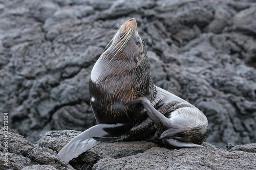 Galapagos fur sea lion on Santiago Island, Galapagos National Pa photo