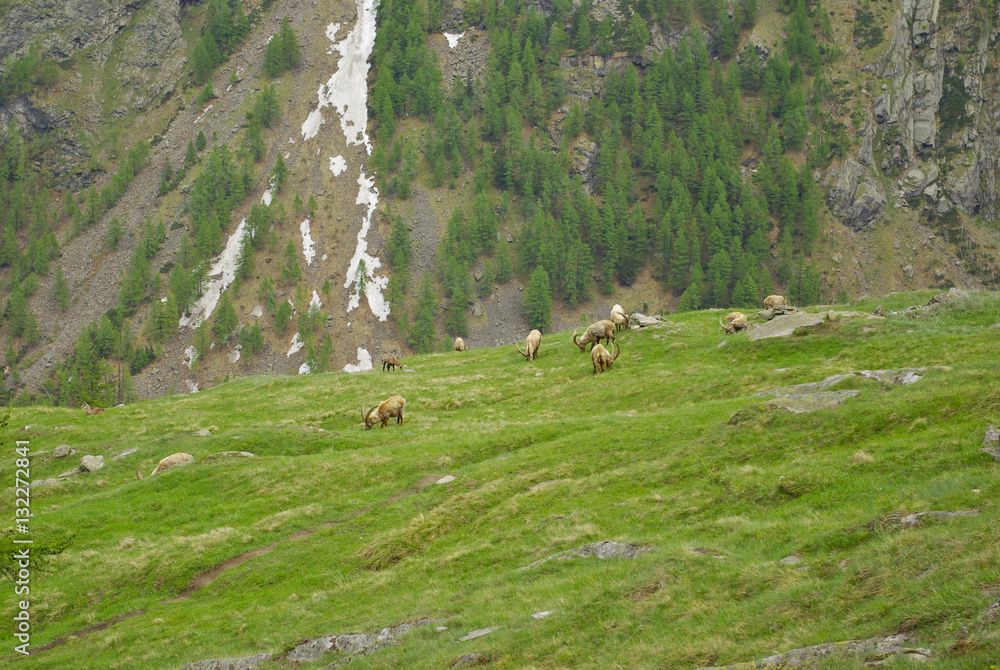 Steinbocks (Capra Ibex) in the valley of Cogne, Italy.