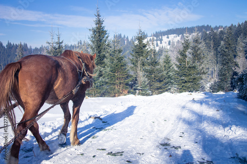 One horse sleigh in the Carpathians