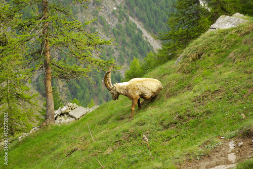 Steinbocks (Capra Ibex) in the valley of Cogne, Italy. photo