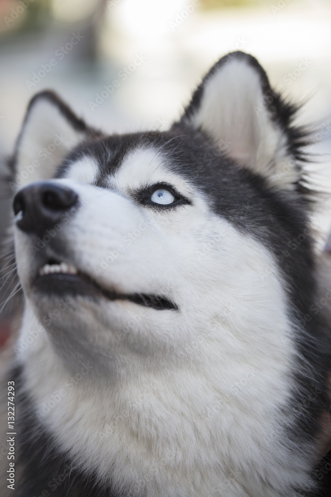 Siberian Husky Close Up of Face Siberian Husky Close Up of Face