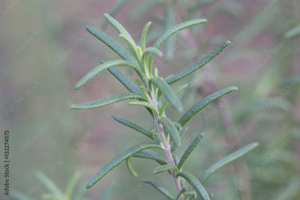 Obraz premium rosemary closeup