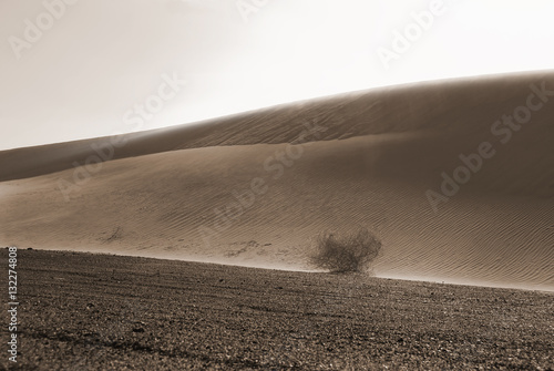 TUMBLEWEED photo