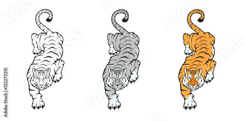 Tiger, isolated on white background, colour and black white illustration, suitable as logo or team mascot