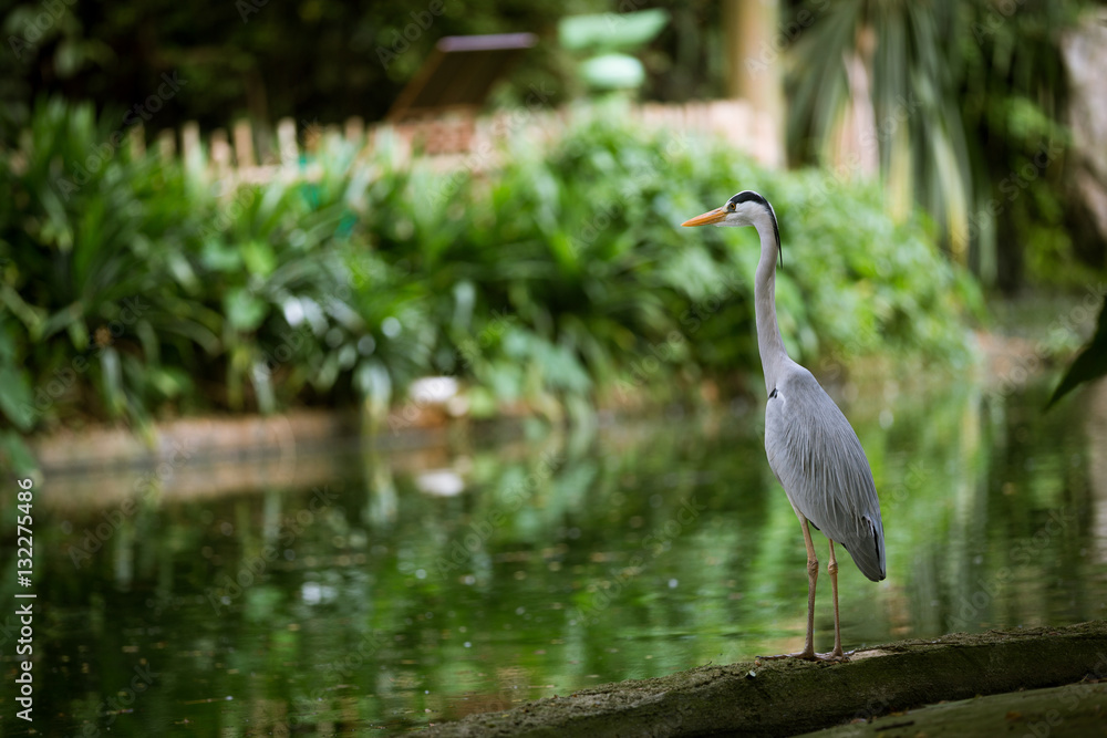 Grey heron beside the water Grey heron beside the water