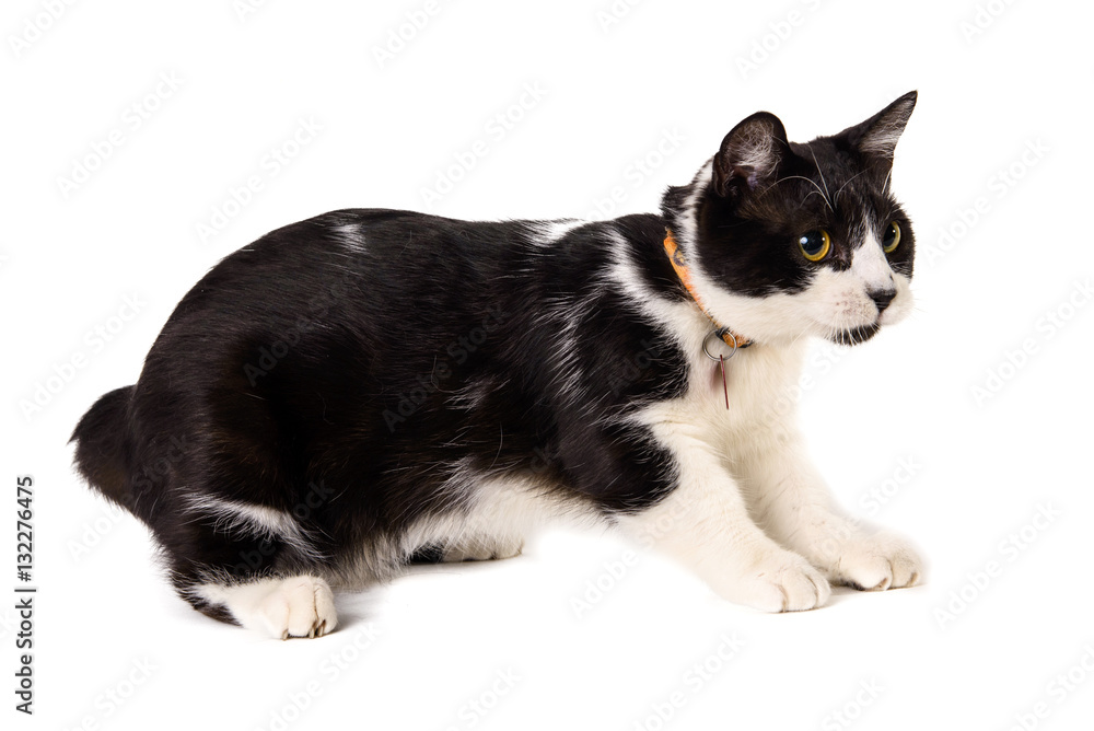 Black cat on a white background preparing to jump