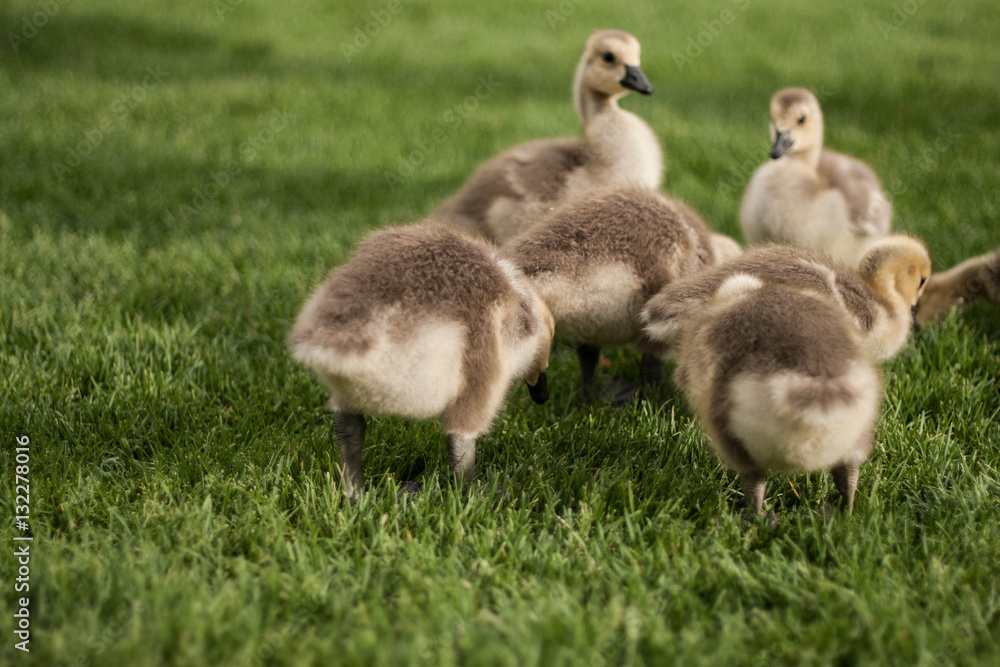 Goslings Goslings