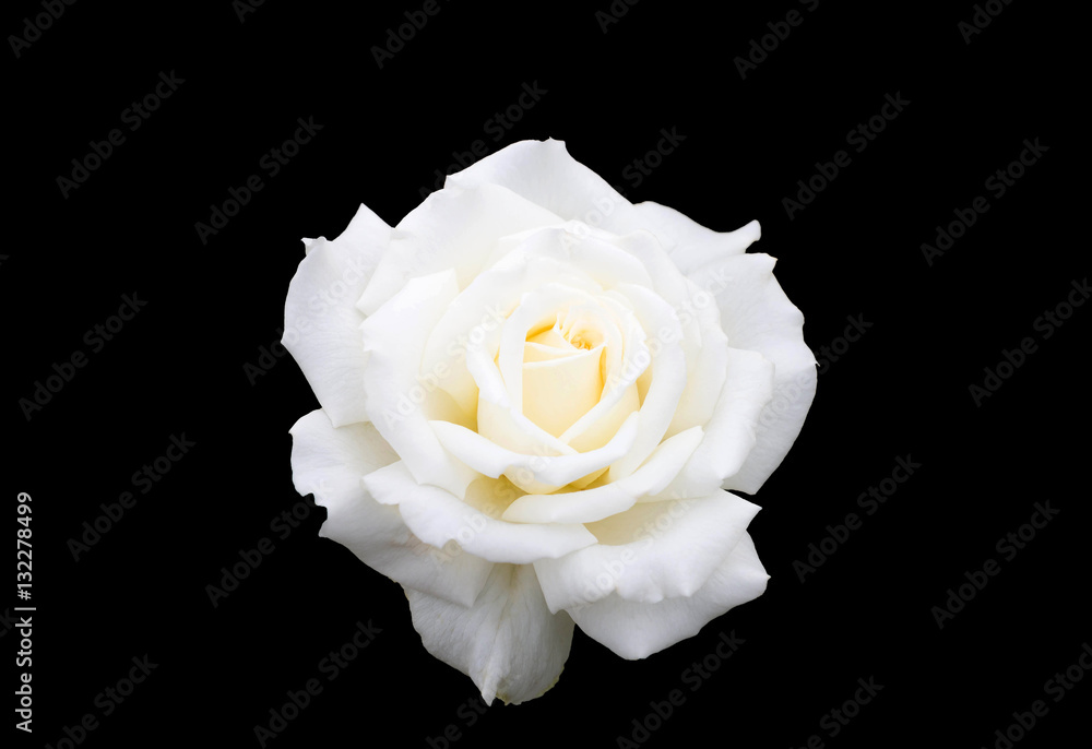 Obraz premium white single rose