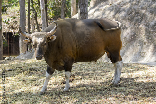 Image of a red bull male on nature background. wild animals.