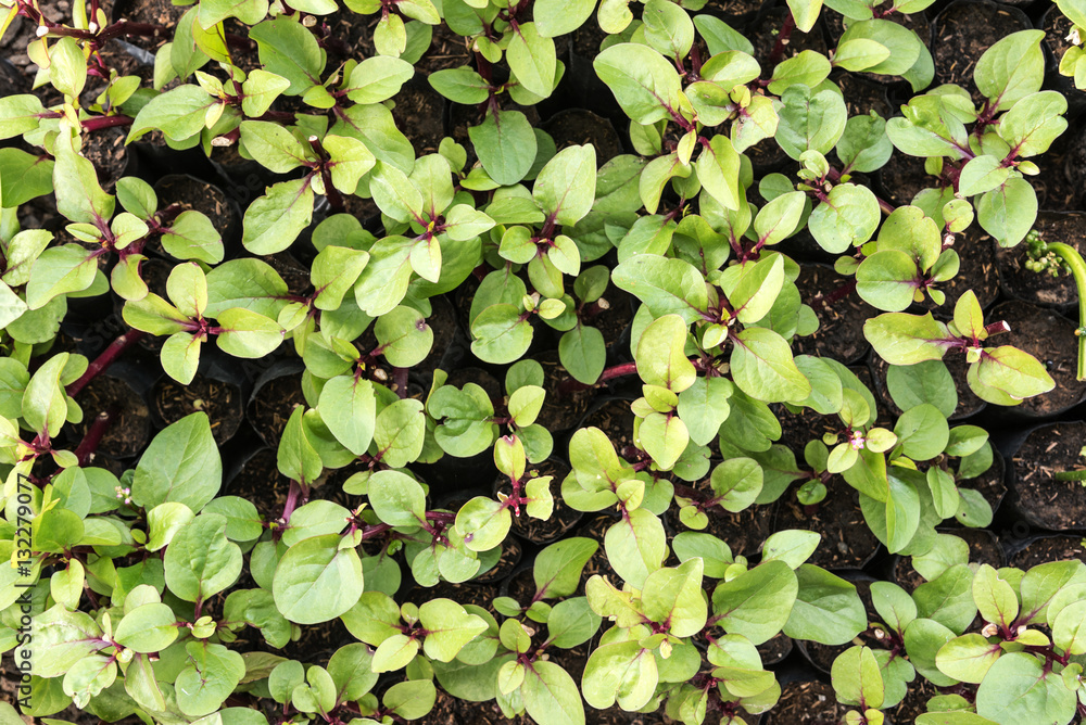 top view of vegetable plot. green leaf. Nature. pattern backgro top view of vegetable plot. green leaf. Nature. pattern backgro