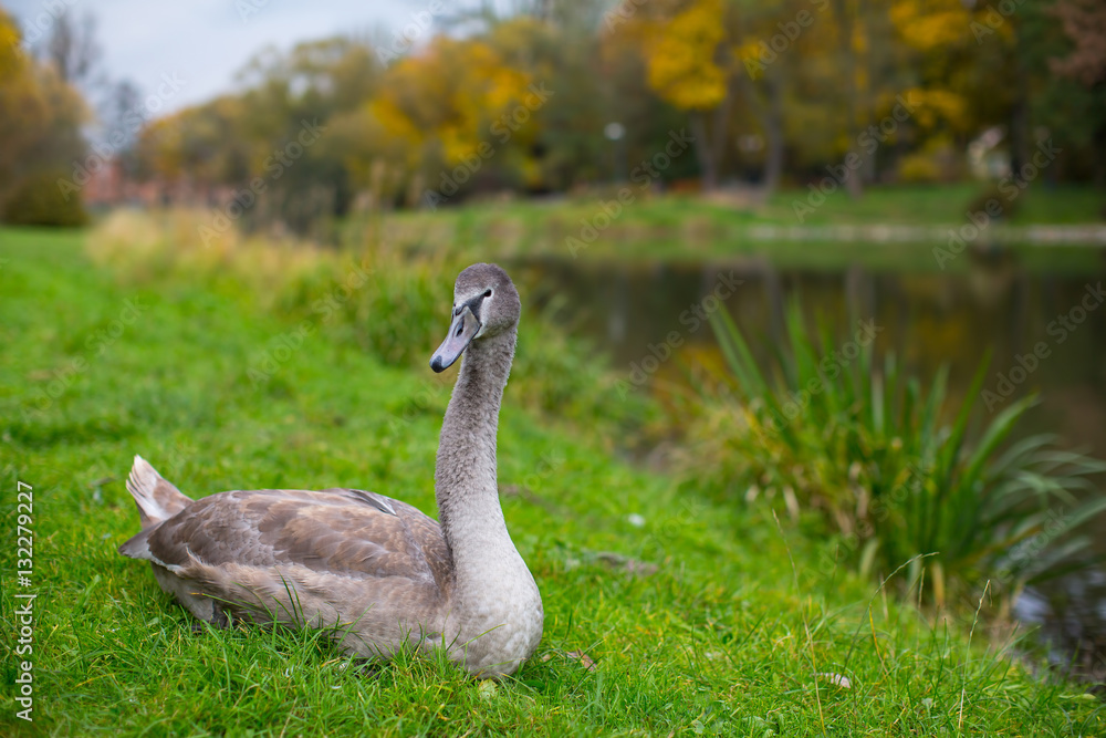 Swan lying on the grass. Swan lying on the grass.