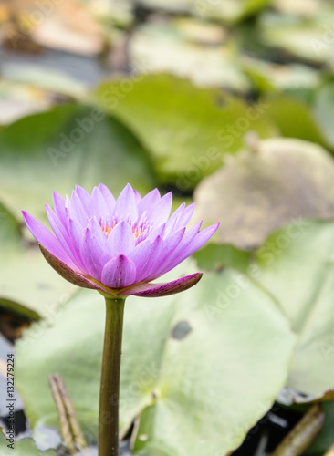Lotus flower and Lotus flower plants,water lily lotus flower on