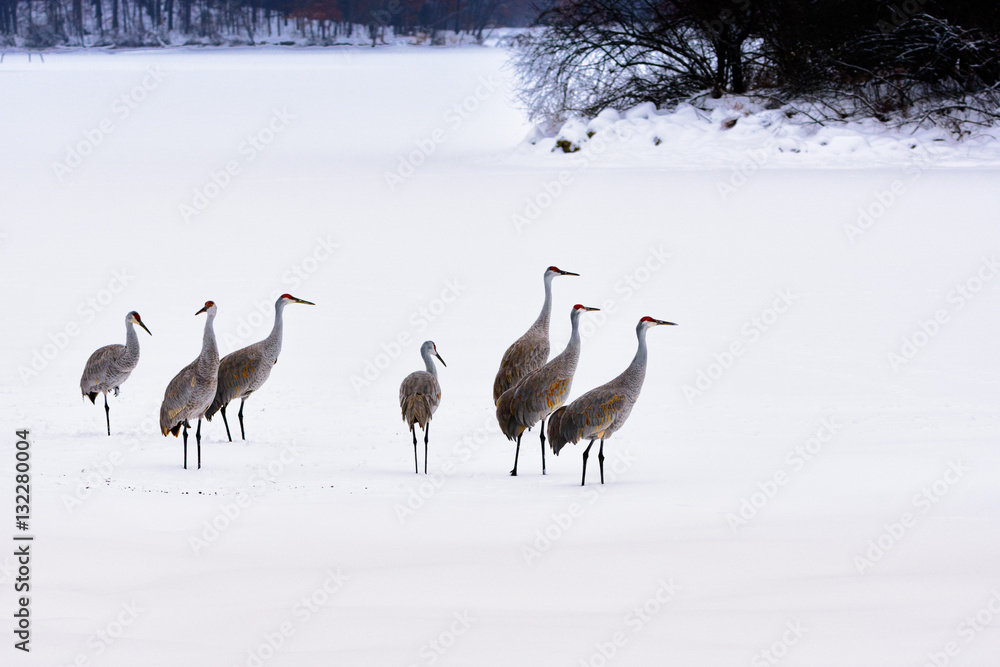 Fototapeta premium Sandhill Cranes in the Snow