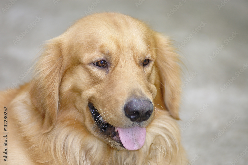 golden retriever golden retriever
