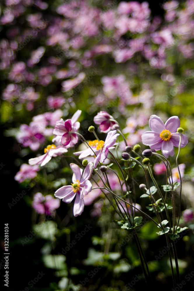 Flowers of  Japanese anemone (Anemone hupehensis var. japonica）