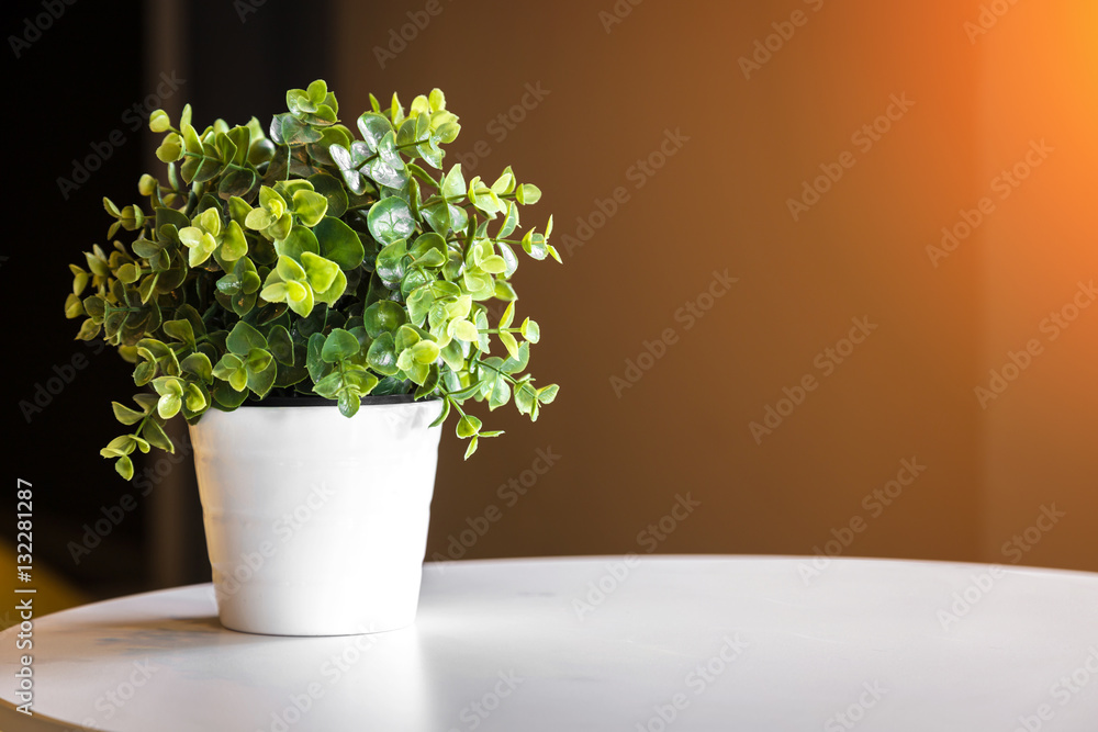 flowers pots decoration on round white table