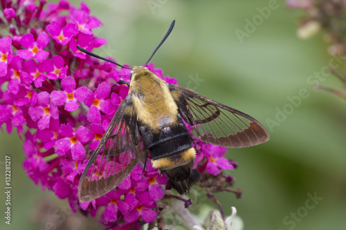 Bee moth on bush