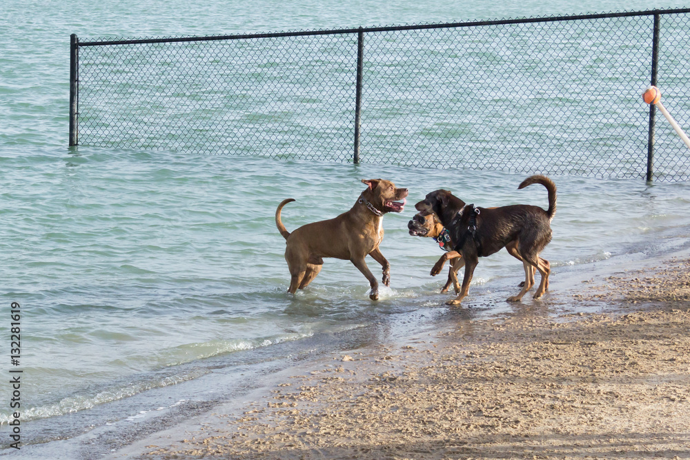 Mutt aggression on the shore of a dog park beach, a bulldog mix and German shepherd mix confront a pit bull mix, with a slap and a growl,  as he waits for a ball to be thrown in a game of fetch