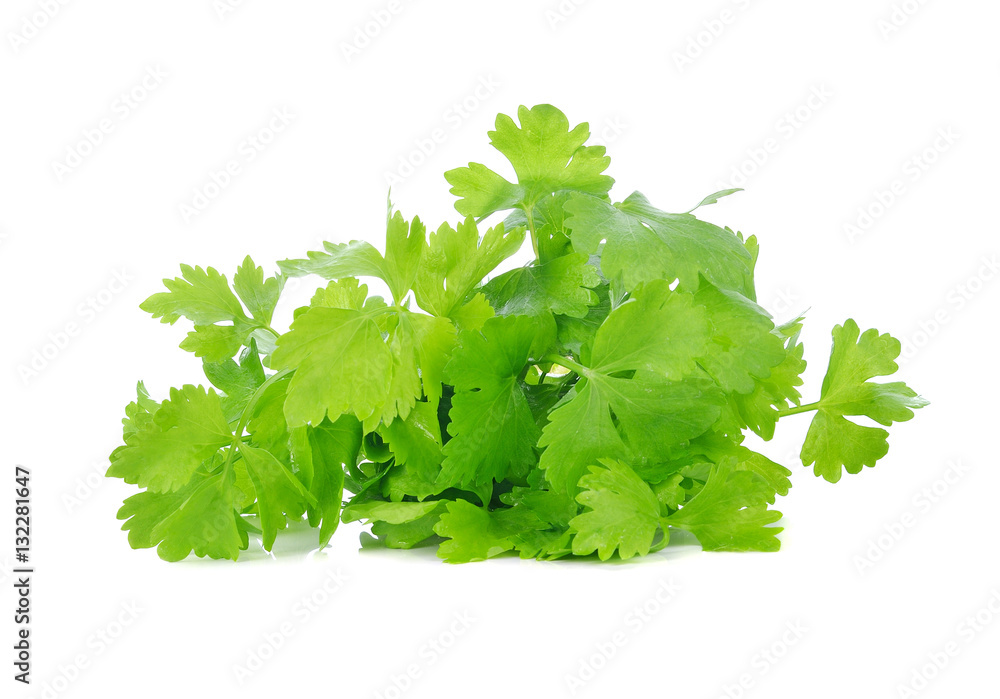 fresh celery leaf isolated on white background fresh celery leaf isolated on white background