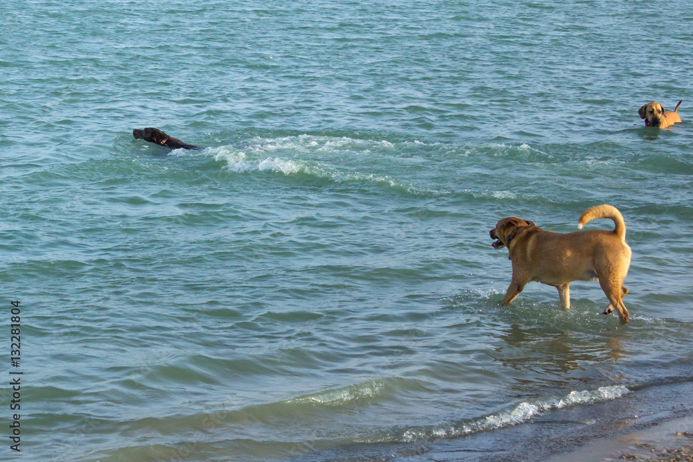 Black labrador retriever mix causing a wake while swimming in a dog park pond while golden retriever mix enters the pond to join her pal and Rhodesian ridgeback mix pensively watches Black labrador retriever mix causing a wake while swimming in a dog park pond while golden retriever mix enters the pond to join her pal and Rhodesian ridgeback mix pensively watches