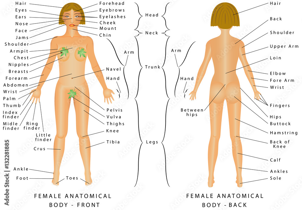 Regions of Female Body. Female body - Front and Back. Female Human