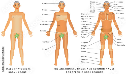 Male body - Front, surface anatomy, human body shapes, anterior view, parts of human body, general anatomy. The anatomical names and corresponding common names are indicated for specific body regions