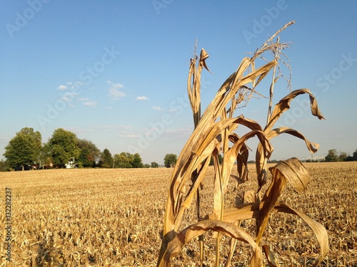 Dry cornstalk in harvested corn field Fototapeta