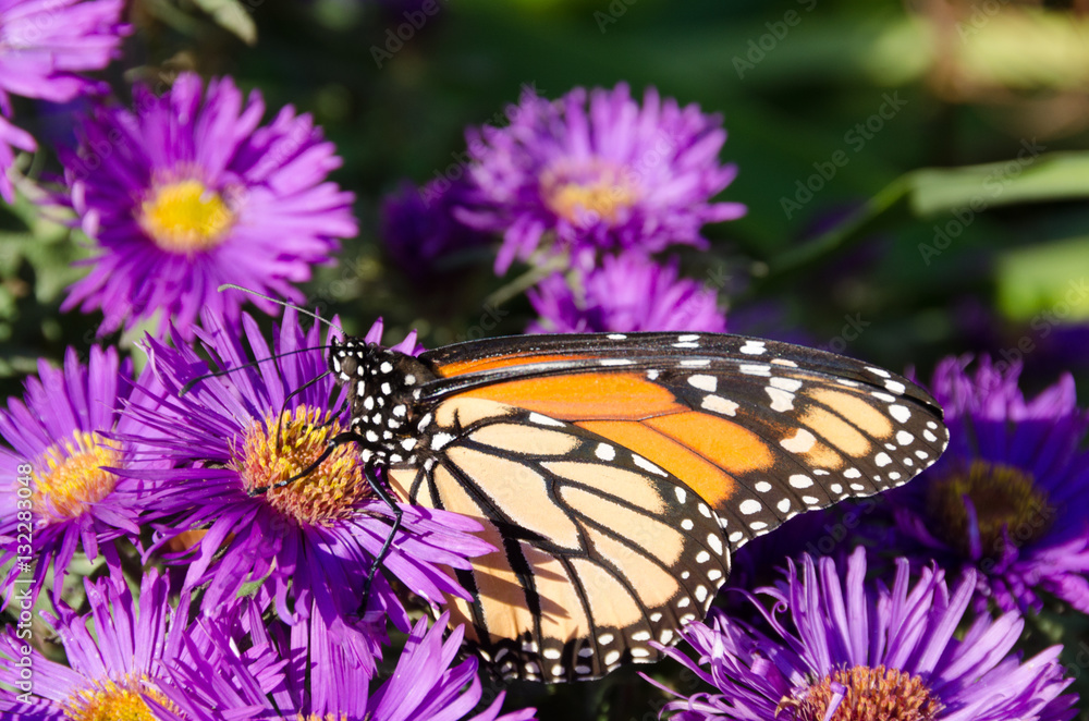 Monarch Butterfly on Purple Aster Flowers in Late Summer, Minnesota, USA Monarch Butterfly on Purple Aster Flowers in Late Summer, Minnesota, USA