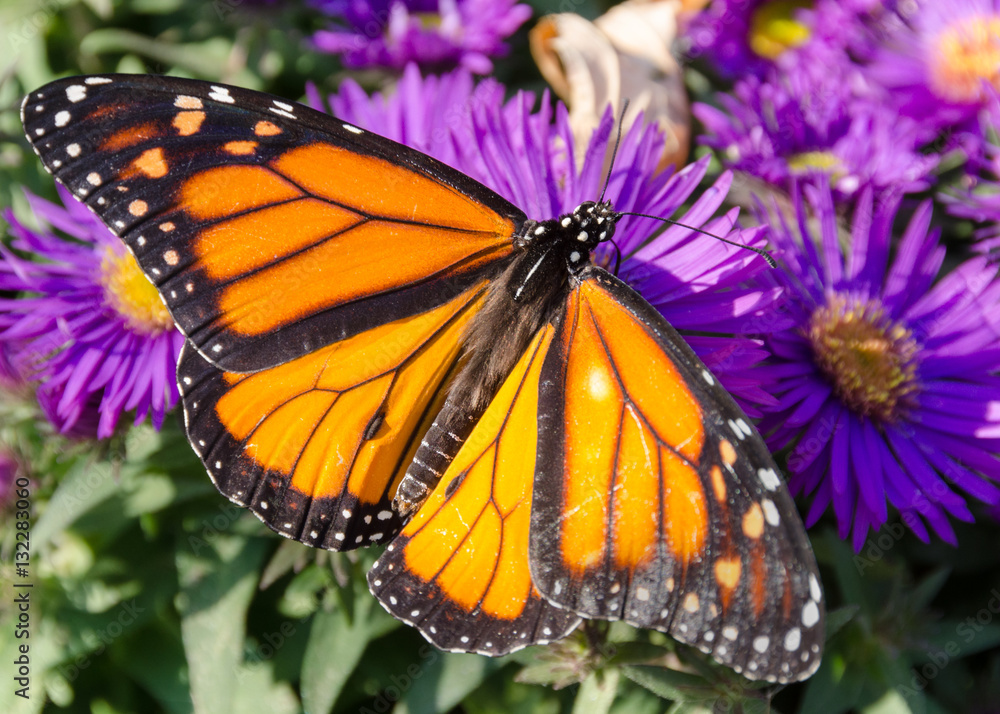 Monarch Butterfly on Purple Aster Flowers in Late Summer, Minnesota, USA Monarch Butterfly on Purple Aster Flowers in Late Summer, Minnesota, USA