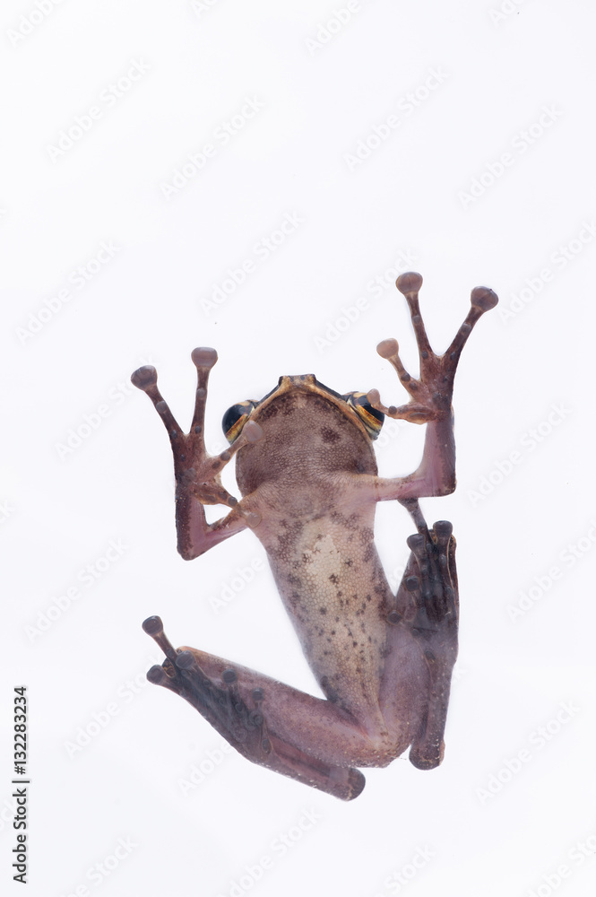 Frog on White Background - macro shot