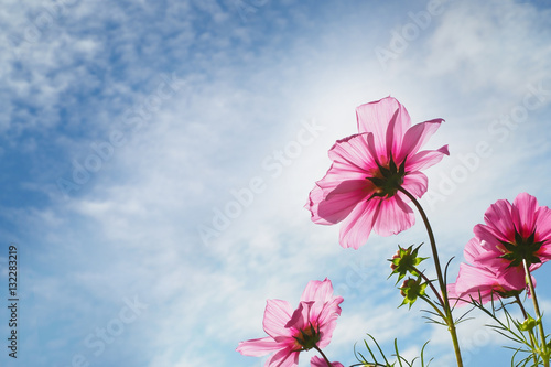 Blossom pink flower on blue sky