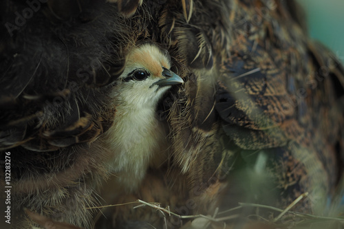 Chicks in the hen's wings.