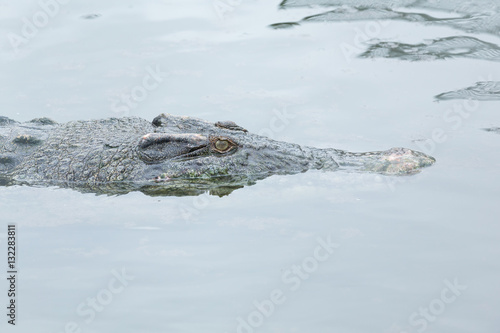 Crocodile swimming © leungchopan