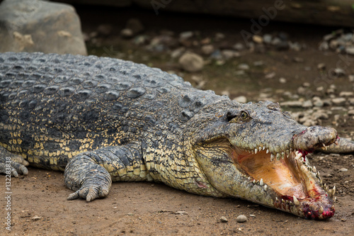 Crocodile getting injuried
