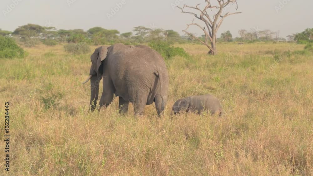 CLOSE UP: Adorable mother leading baby elephant through vast savannah grassland CLOSE UP: Adorable mother leading baby elephant through vast savannah grassland