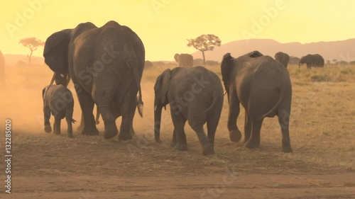 CLOSE UP: Herd of elephants raising dust when roaming through savannah desert photo