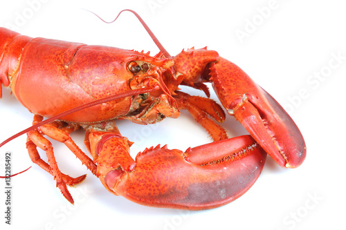 close up on cooked red lobster isolated on white background