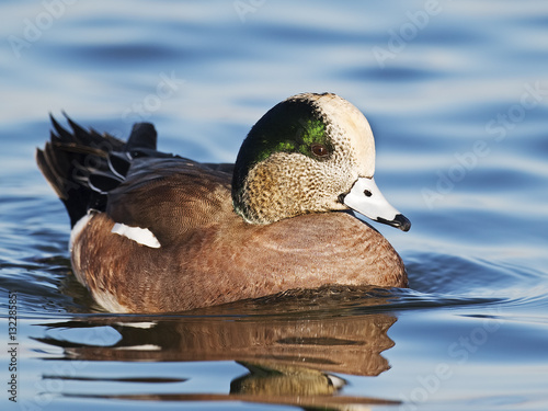 Male American Wigeon photo