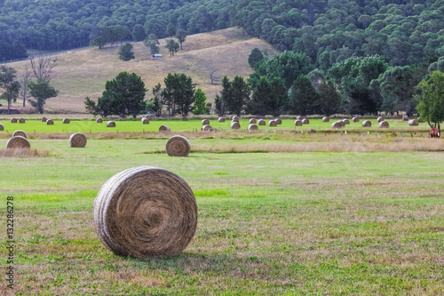 Round hay bales in a field after harvest on hot summer day photo