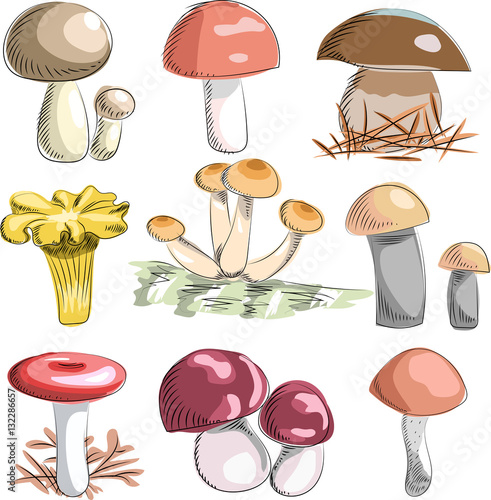 mushrooms set